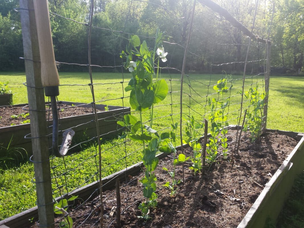 Gemüsegarten