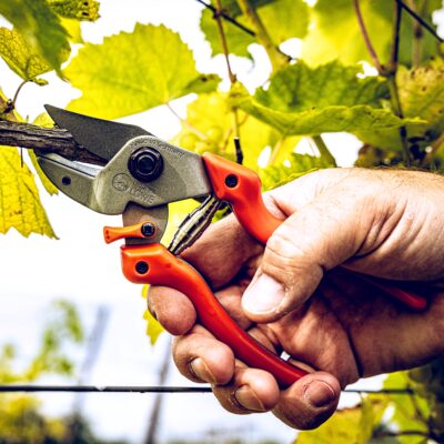 Sodo žirklės "Professional Easy Cut" 7.104