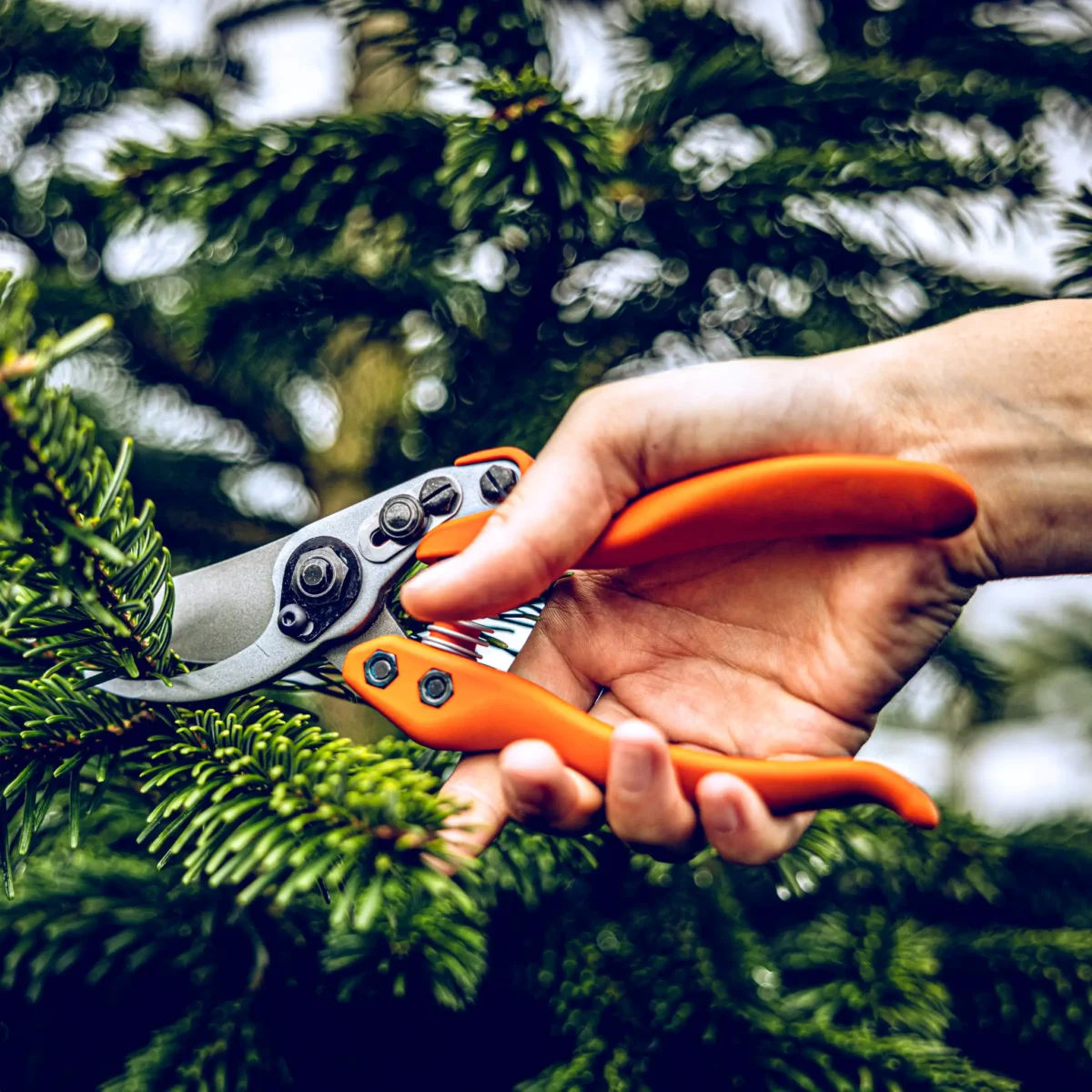 "Löwe 11 Precision Clean Cut