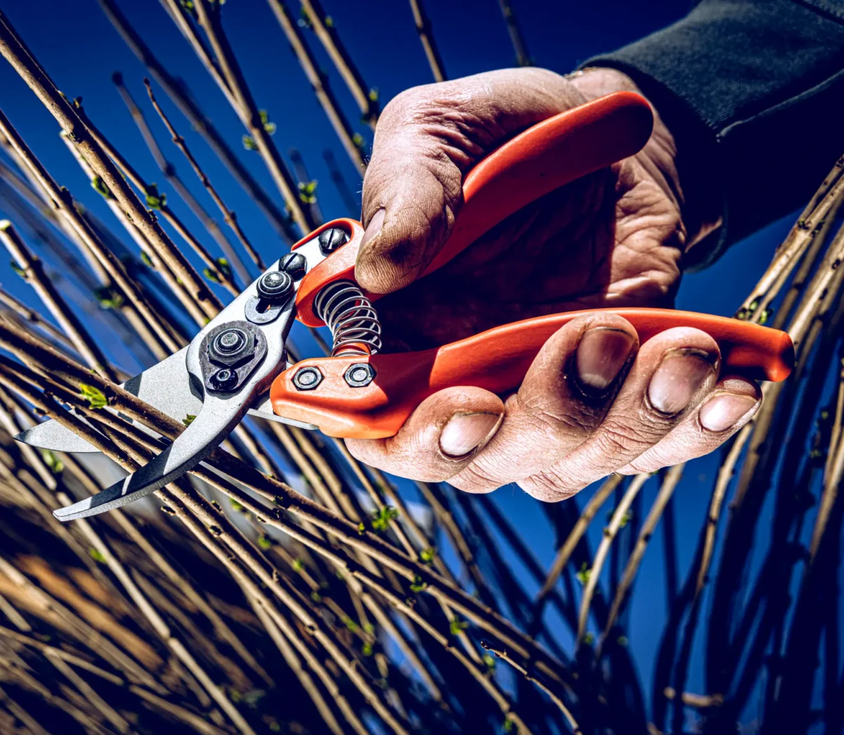 "Löwe 11 Precision Clean Cut" moterims