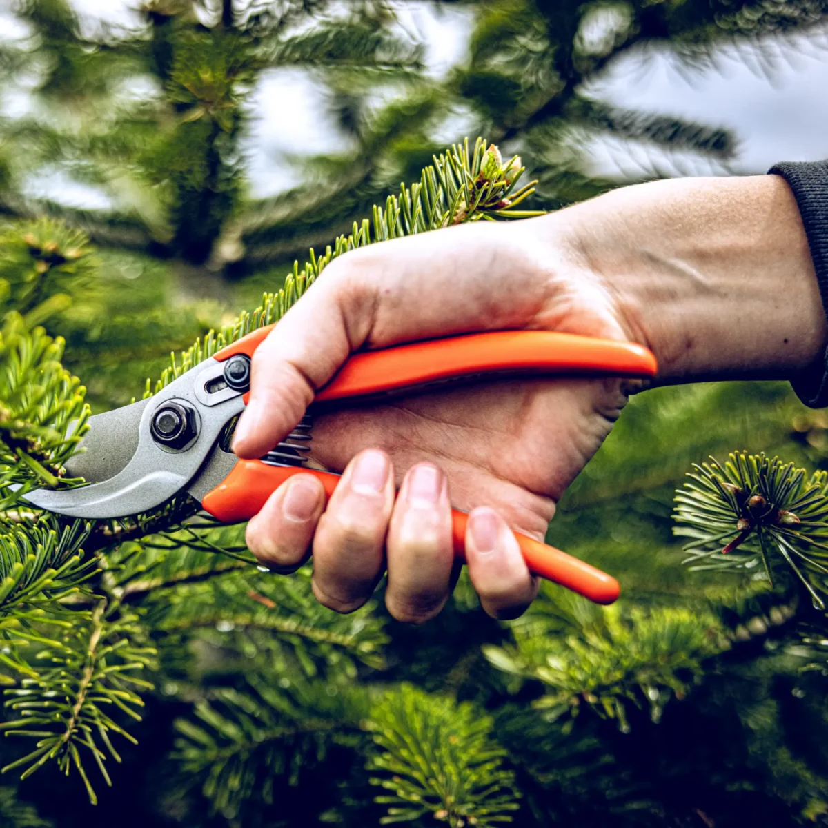 Sodo žirklės Löwe 14.104 Economic Clean Cut