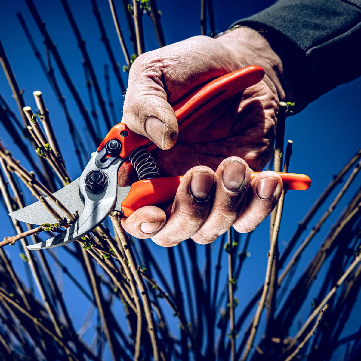 Sodo žirklės Löwe 14.104 Economic Clean Cut