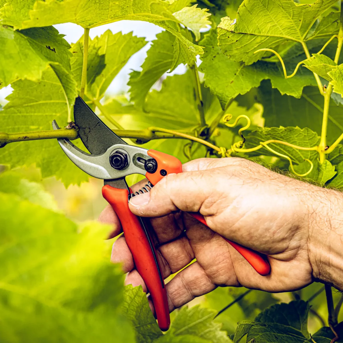 Sodo žirklės Löwe 14.104 Economic Clean Cut